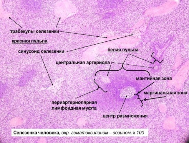 Селезенка окраска гематоксилин-эозином