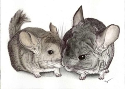 Шиншилла рисунок