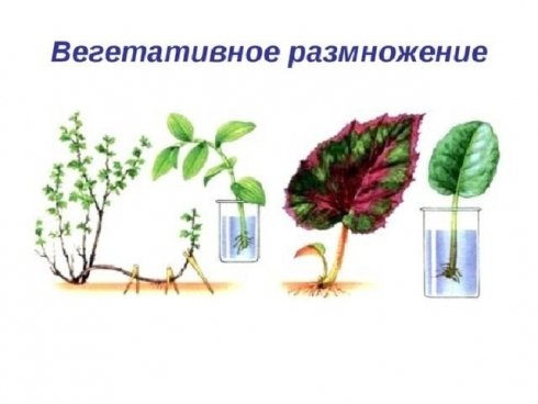 Вегетативное размножение