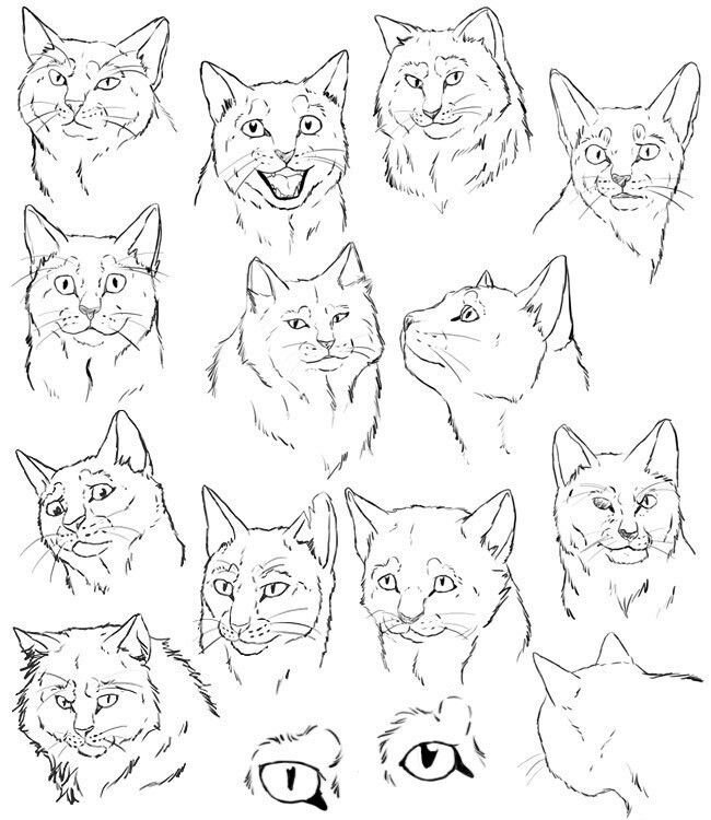 Анатомия морды кота