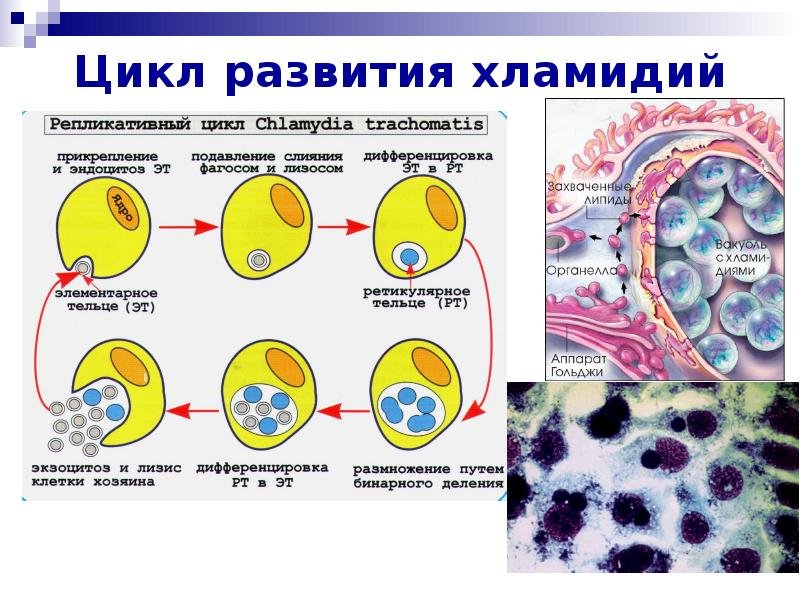Хламидии строение микробиология рисунок