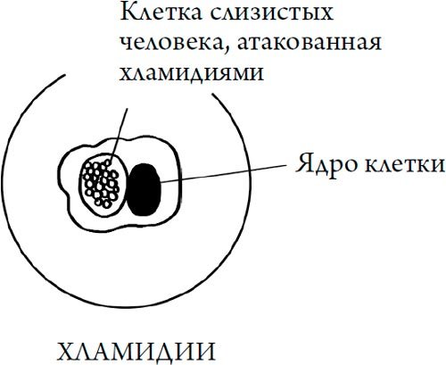 Строение хламидий
