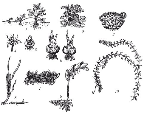 Вегетативное размножение корневищами