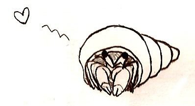 Hermit drawing