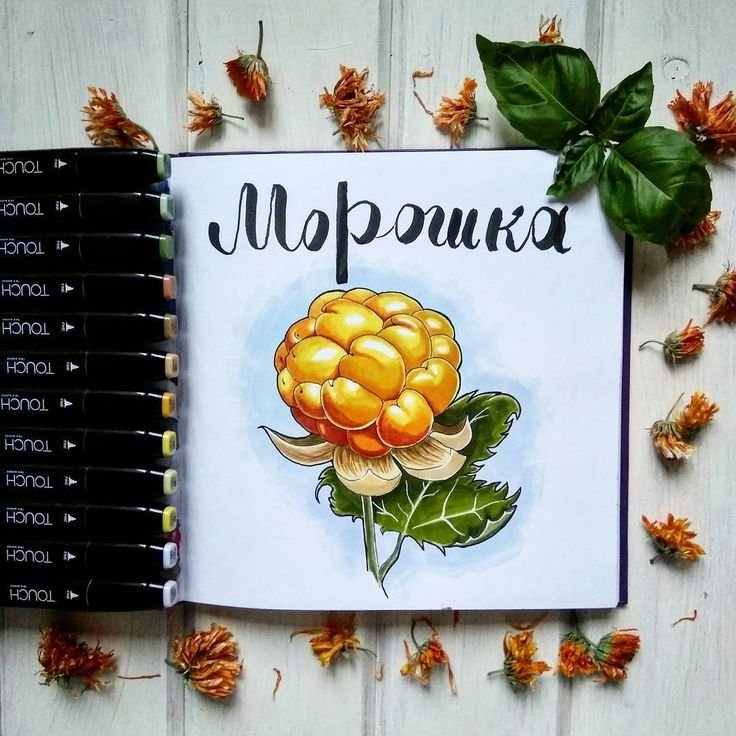 Морошка акварель