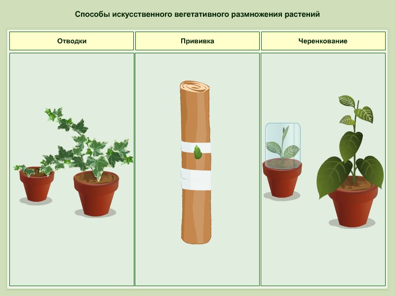 Вегетативное размножение с помощью стебля
