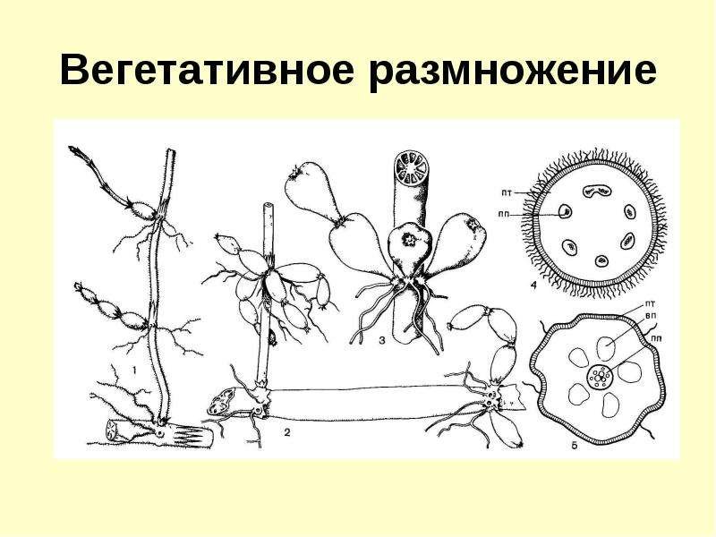 Схематическое изображение вегетативного размножения