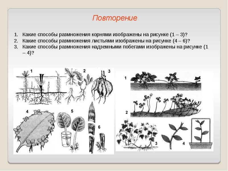 Вегетативное размножение задания по теме
