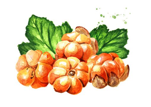 Морошка рисунок