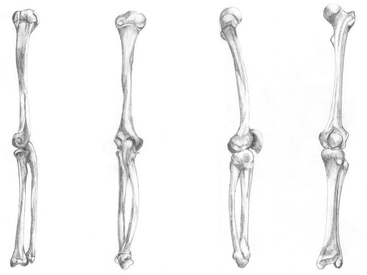 Кости для ног для срисовки