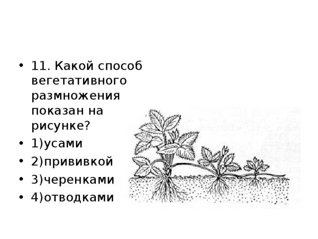 Размножение комнатных растений схема