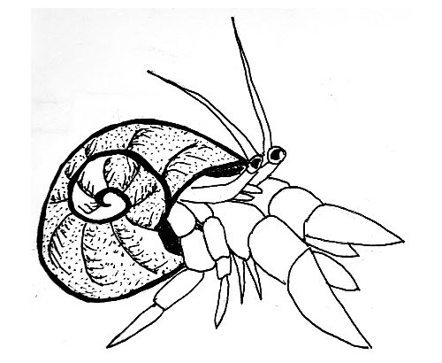 Рачки рисунок