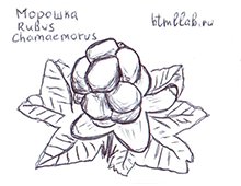 Морошка карандашом