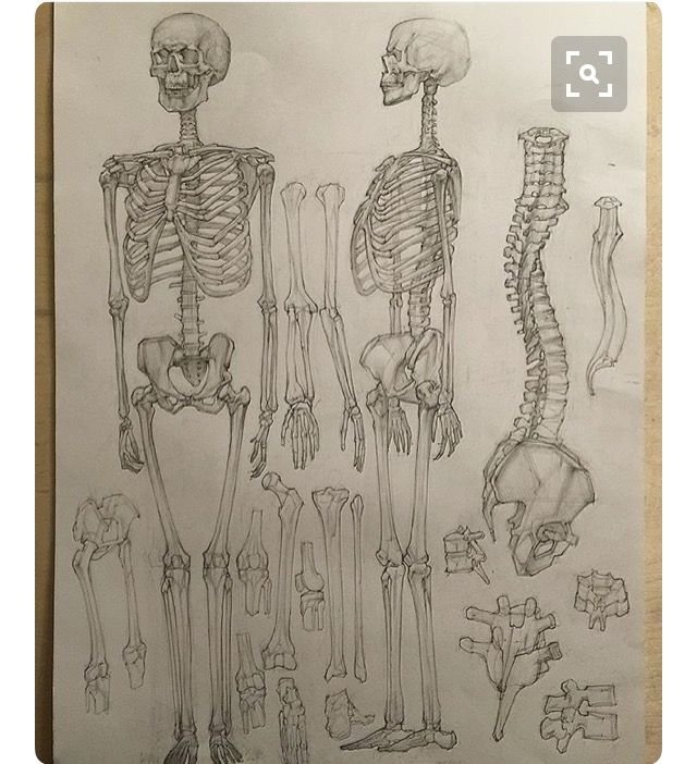 Скелет Академический рисунок
