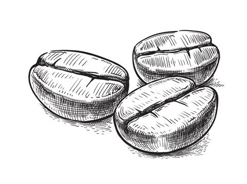 Зерна кофе эскиз