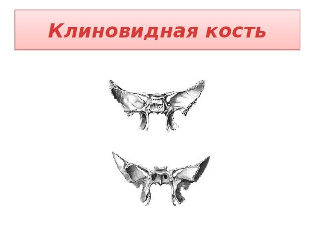 Клиновидная кость вид спереди