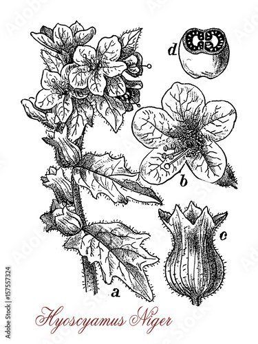 Белена рисунок