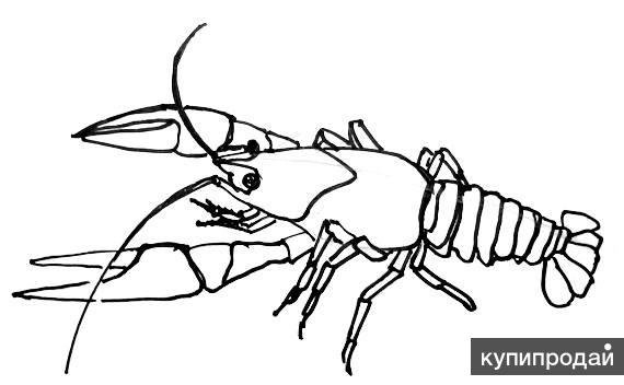 Рисунок для срисовки речного ра