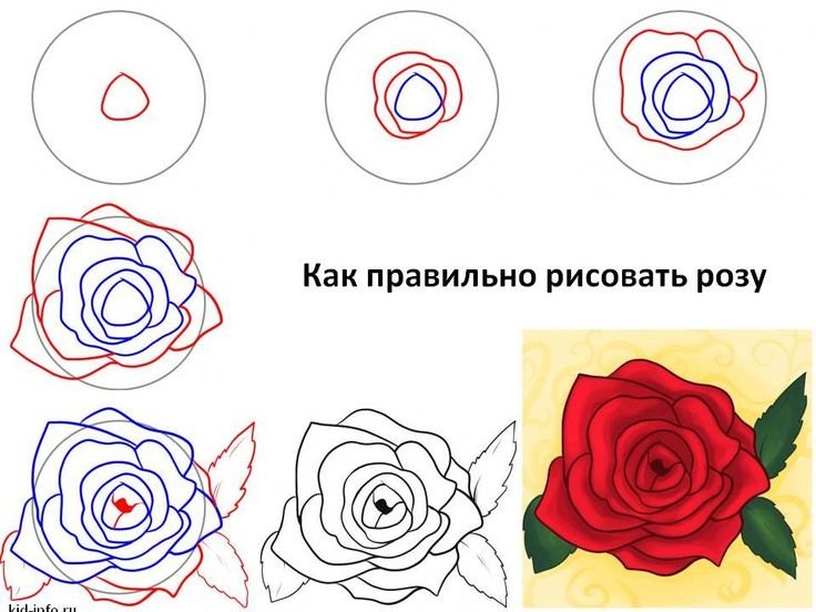 Рисунок розы для срисовки