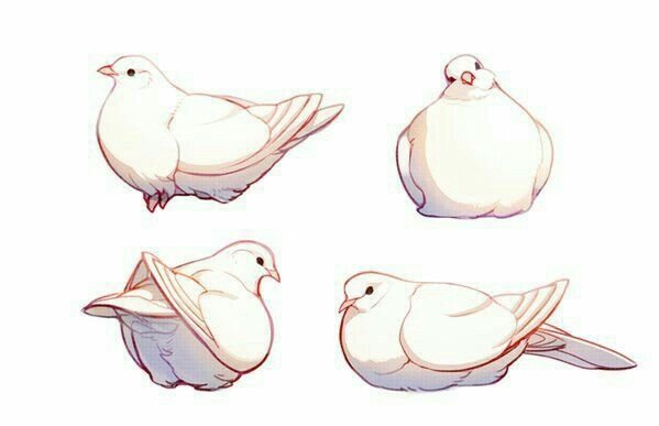 Голубь референс