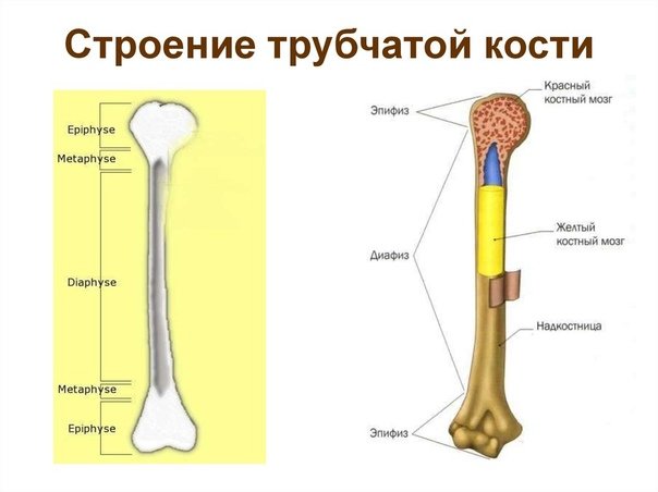 Строение длинной трубчатой кости