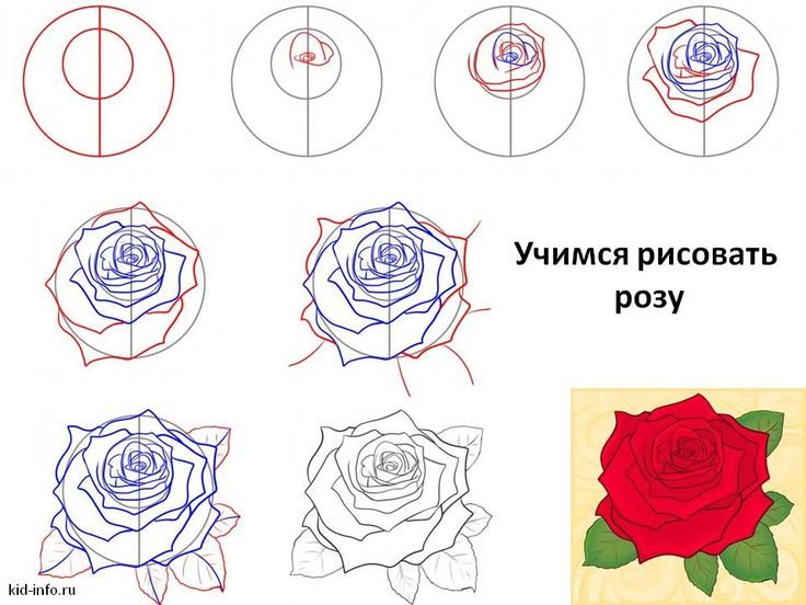 Роза рисунок
