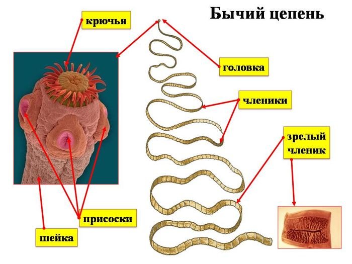 Паразитические ленточные черви строение