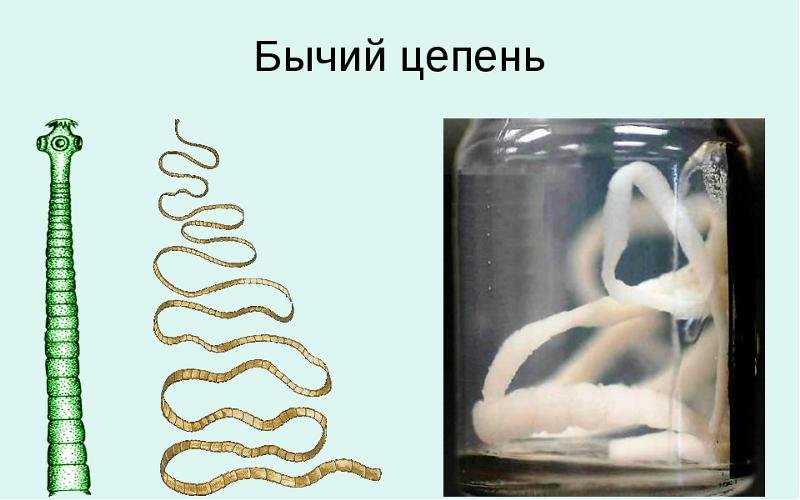 Ленточные черви бычий цепень