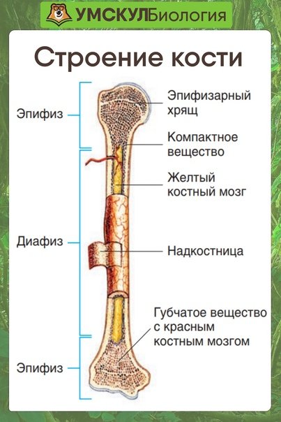Строение трубчатой кости ЕГЭ