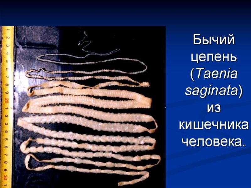 Черви паразиты бычий цепень