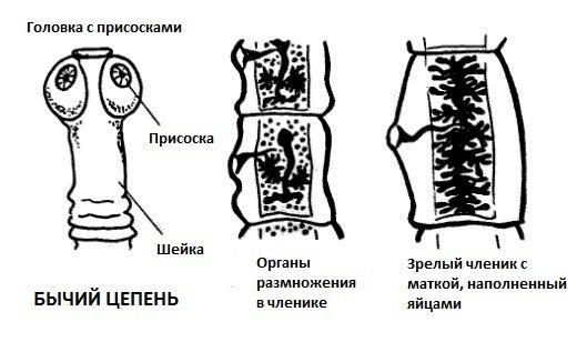 Бычий цепень