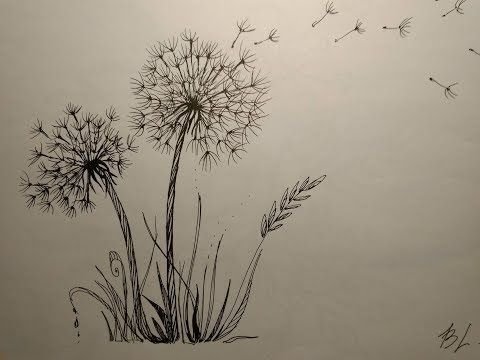 Одуванчик рисунок карандашом