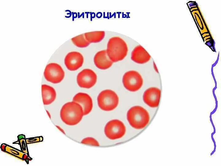 Монетные столбики эритроцитов