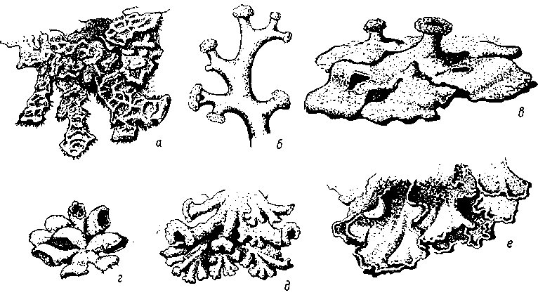 Кустистый лишайник Cetraria islandica