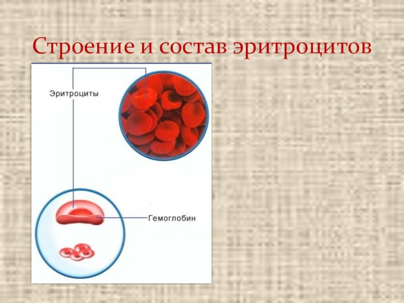 Эритроцит состоит из