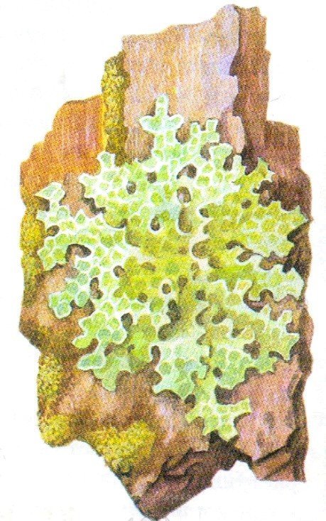 Накипные лишайники рисунок биология