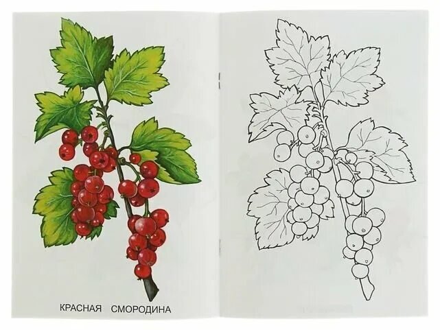 Смородина раскраска