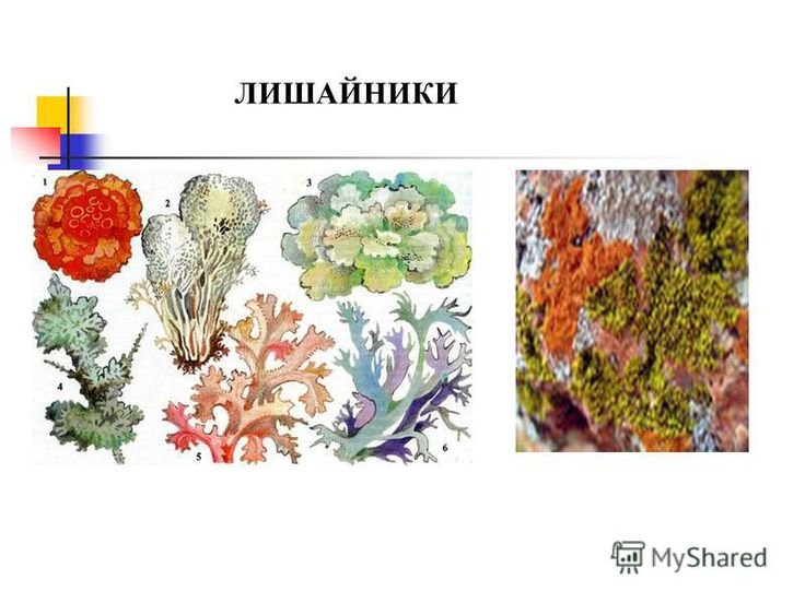 Лишайник рисунок биология 7 класс