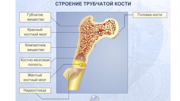 Трубчатая кость