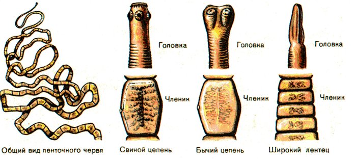 Ленточные черви свиной бычий цепни