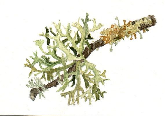 Кустистый лишайник Cetraria islandica