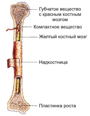 Строение кости костный мозг