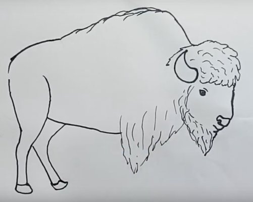 Нарисовать бизона для детей