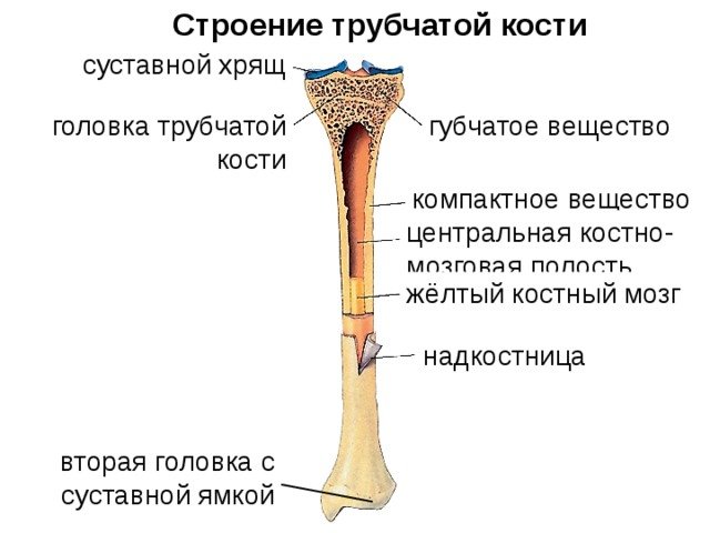 Схема строения длинной трубчатой кости