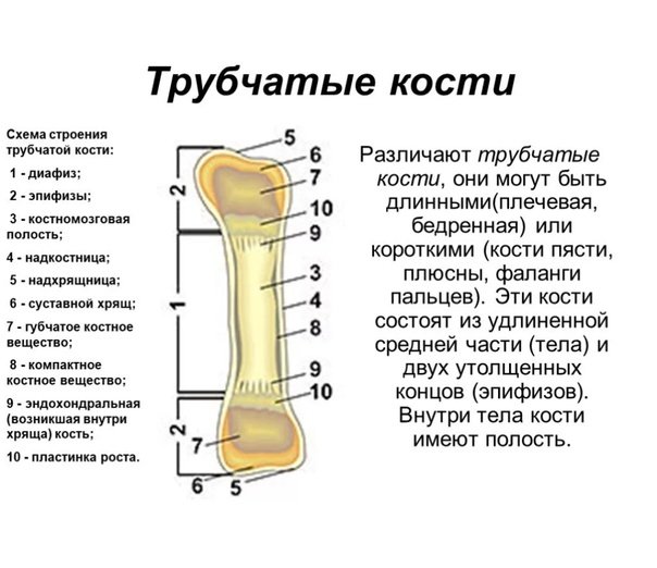 Строение трубчатой кости эпифиз диафиз метафиз