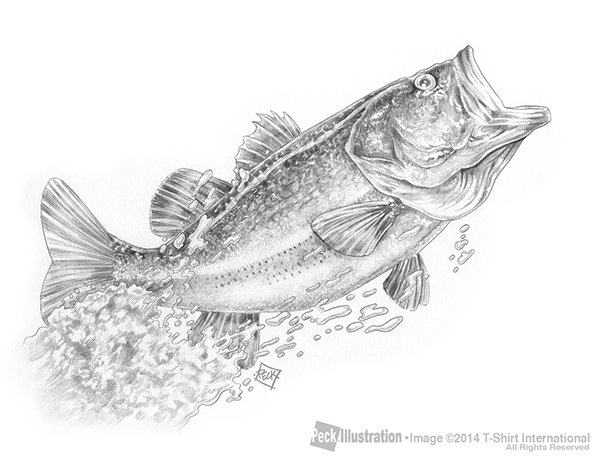 Зарисовка окуня