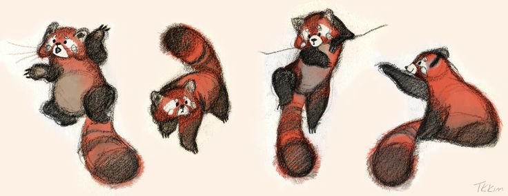 Рыжая Панда рисунок