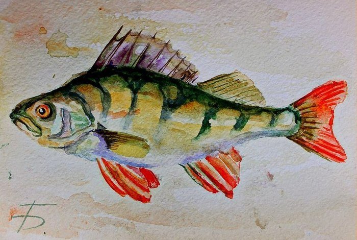 Рисование рыбы