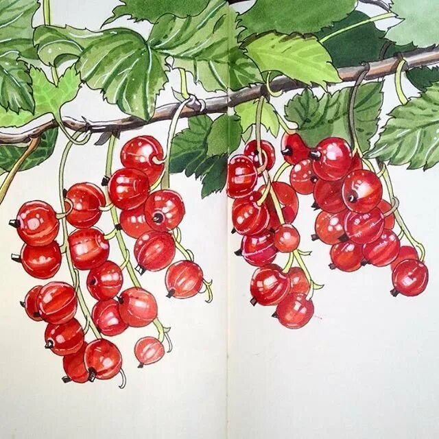 Ягоды рисунок маркерами