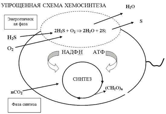 Фотосинтез и хемосинтез схема